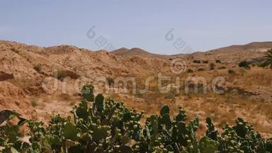 撒哈拉沙漠中有米色山脉和蓝天的仙人掌